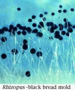 coprinus